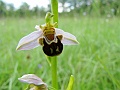 33_Ophrys abeille_3